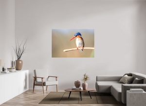 Dripping Wet, Malachite Kingfisher