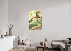 Eye Candy, Resplendent Quetzal