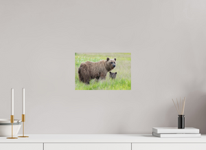 Limited Visibility, Alaskan Coastal Brown Bear