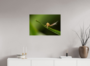 Plumes, Planthopper Nymph