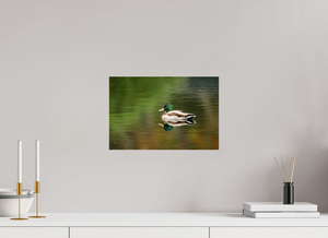 Autumn Mirror, Mallard