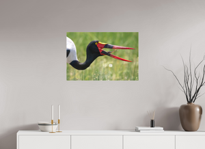 Frog Legs, Saddle-billed Stork