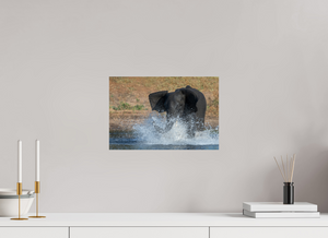 Tsunami, Elephant
