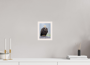 Bad Hair Day, Bald Eagle