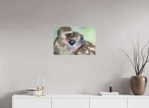 Primal Emotion, Vervet Monkey