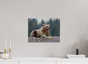 Bears and Blooms, Alaskan Coastal Brown Bear