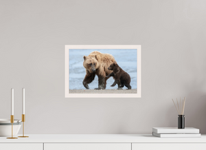 Playful Invitation, Alaskan Coastal Brown Bear