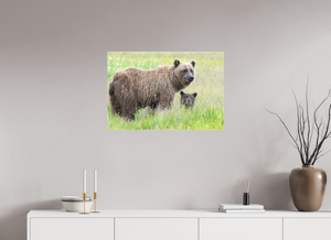 Limited Visibility, Alaskan Coastal Brown Bear