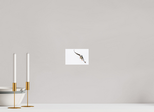 The Provider, Tufted Puffin