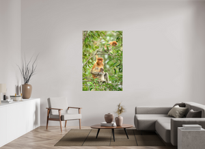 Audacity and Indignation, Proboscis Monkey