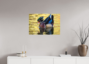 Eye Candy, Wood Duck