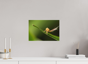 Plumes, Planthopper Nymph