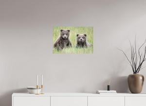 Curiosity, Alaskan Brown Bear Cub