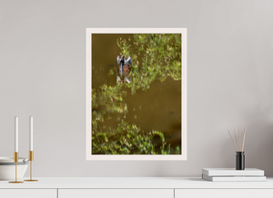 Watercolors, Anhinga