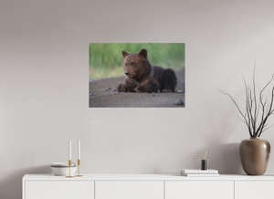 Contemplation, Alaskan Coastal Brown Bear Cub