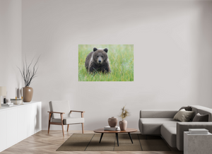 Teddy Bear Shower, Alaskan Brown Bear Cub