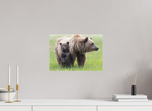 On Alert, Alaskan Coastal Brown Bear