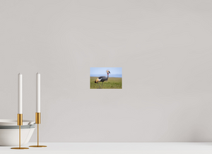 Strictly Formal, Crowned Crane