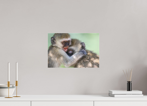 Primal Emotion, Vervet Monkey