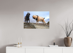 Billy Goat's Gruff, New Zealand