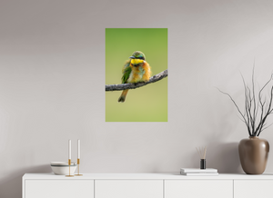 Avian Acrobat, Little Bee Eater