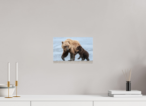 Playful Invitation, Alaskan Coastal Brown Bear