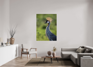 Glamour, Crowned Crane