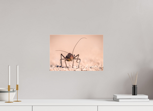 Army of One, African Armored Cricket