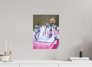 Looney Tunes, American Kestrel