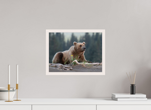 Bears and Blooms, Alaskan Coastal Brown Bear