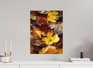 Leaf Litter, Croatia