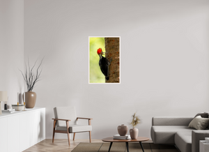 Exclamation, Pale-billed Woodpecker