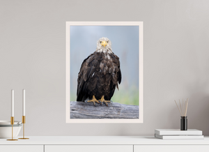 Bad Hair Day, Bald Eagle