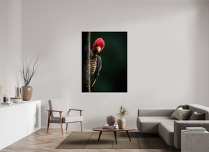 Dissatisfaction, Pale-billed Woodpecker