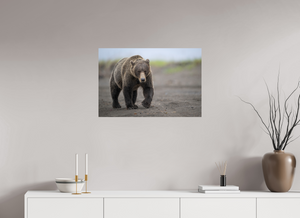 Intimidation, Alaskan Coastal Brown Bear