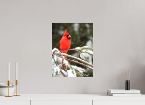 Scarlet Decor, Cardinal