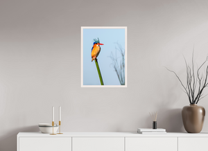 Mohawk, Malachite Kingfisher