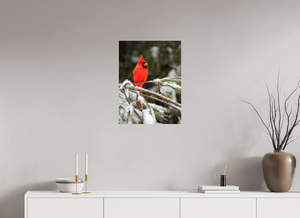 Scarlet Decor, Cardinal