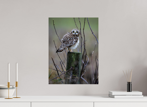 Butcher Block, Short Eared Owl