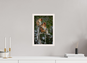 Hair Salon, Proboscis Monkeys