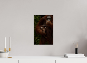 Bonding, Orangutan