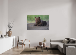 Contemplation, Alaskan Coastal Brown Bear Cub