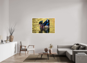 Eye Candy, Wood Duck