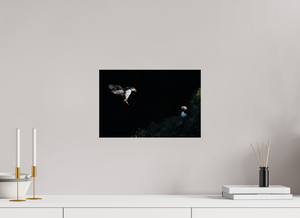 Home For Dinner, Atlantic Puffin