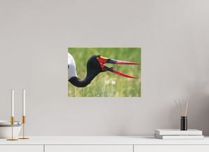 Frog Legs, Saddle-billed Stork