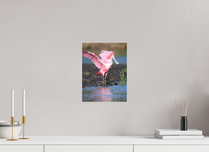 Water Dance, Roseate Spoonbill