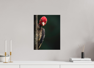 Dissatisfaction, Pale-billed Woodpecker