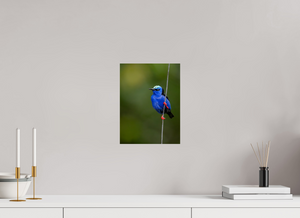 Scarlet Stockings, Red-legged Honeycreeper