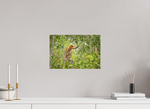 Treetop Lullaby, Proboscis Monkey