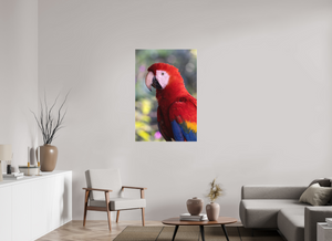 Colors of the Tropics, Scarlet Macaw